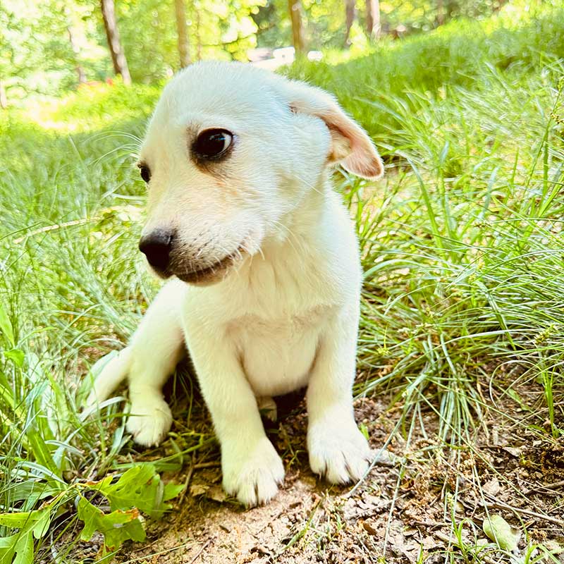 yellow male labrador 805