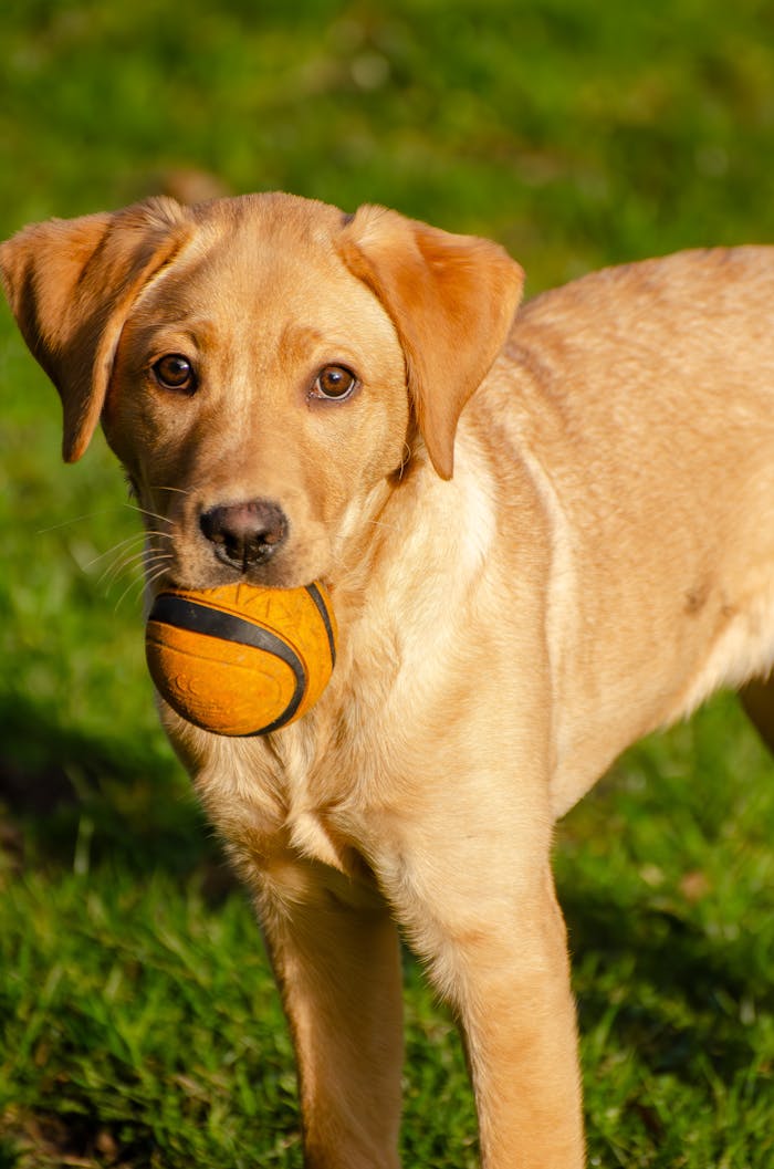 The Art of Drawing Readers In: Your attractive post title goes here Adorable Labrador puppy with a ball in mouth on a green lawn.