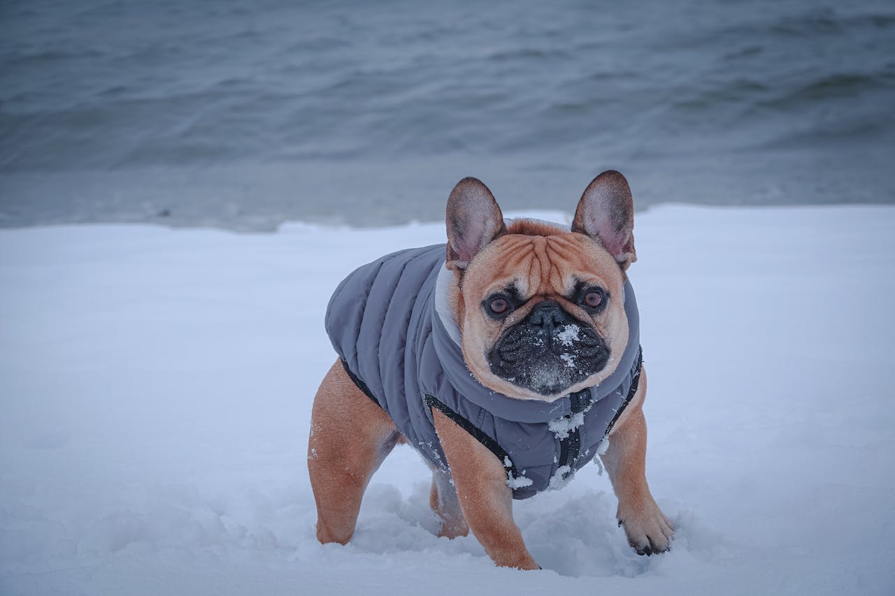 A French Bulldog in a winter coat stands on a snowy beach in Stamford, Connecticut.