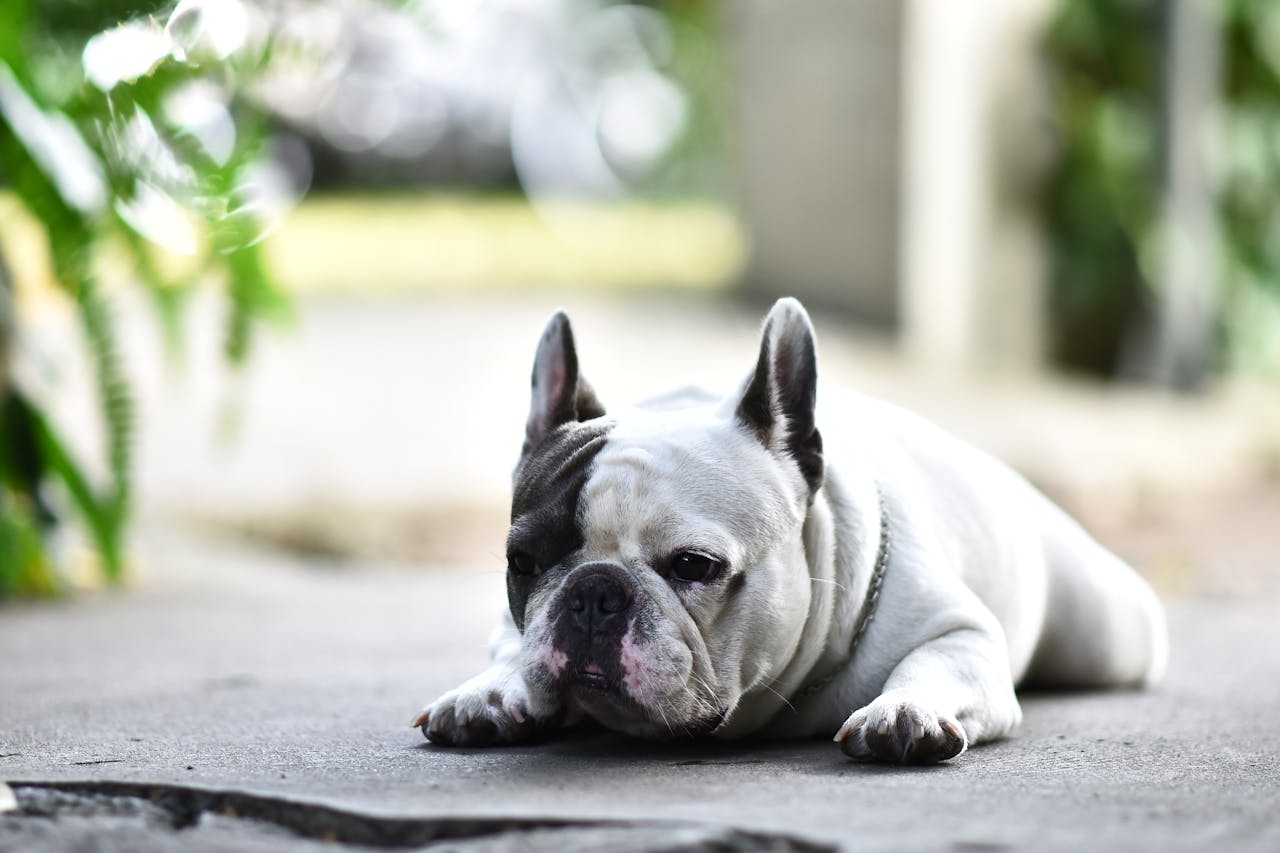 Cute French Bulldog lying on ground, enjoying a sunny day outdoors.