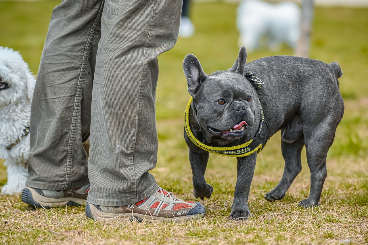 Crafting Captivating Headlines: Your awesome post title goes here French Bulldog walking outdoors with owner, highlighting pet companionship.