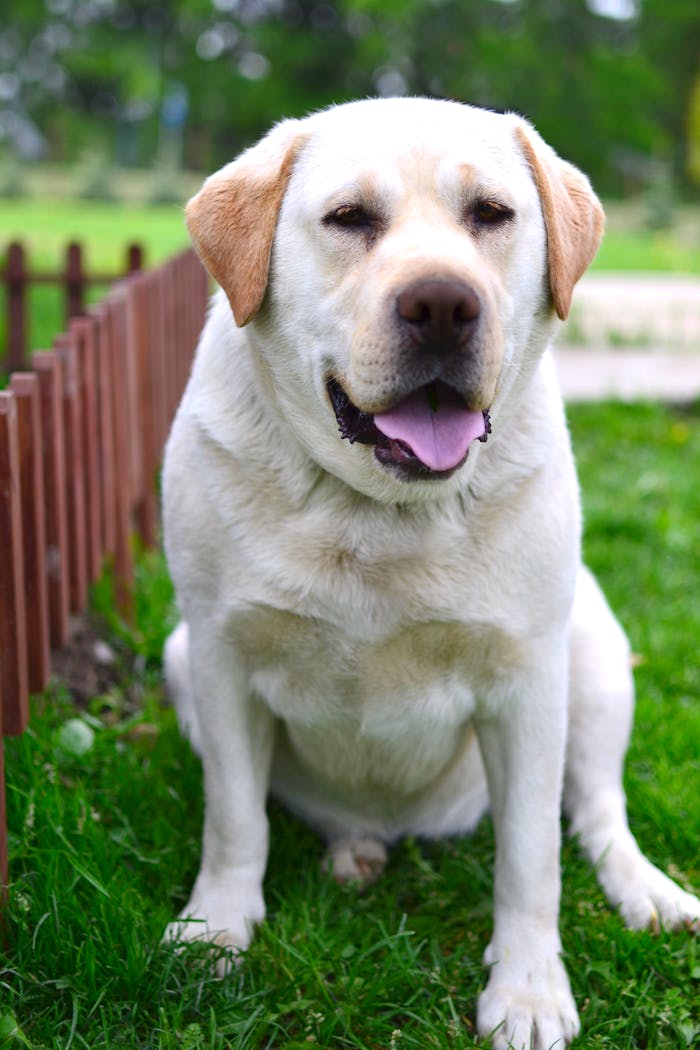 Mastering the First Impression: Your intriguing post title goes here A friendly Golden Labrador Retriever sitting on green grass by a wooden fence.