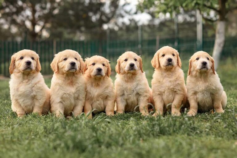 golden retriever breeder in riverside 1 768x512