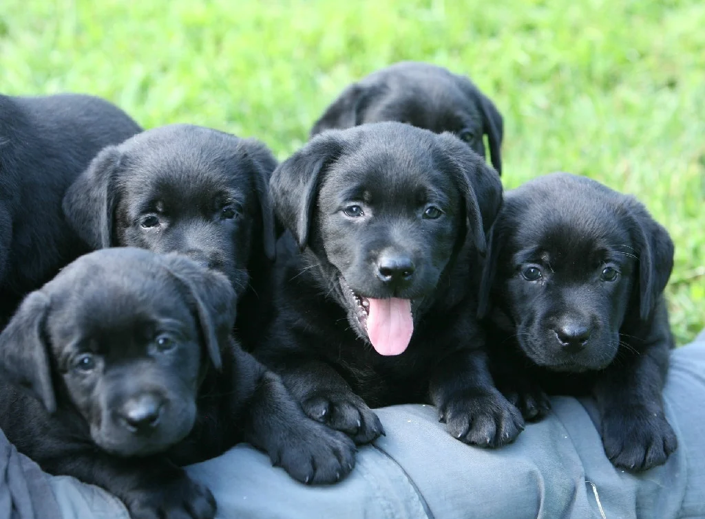 newblackpuppies257 1024x755